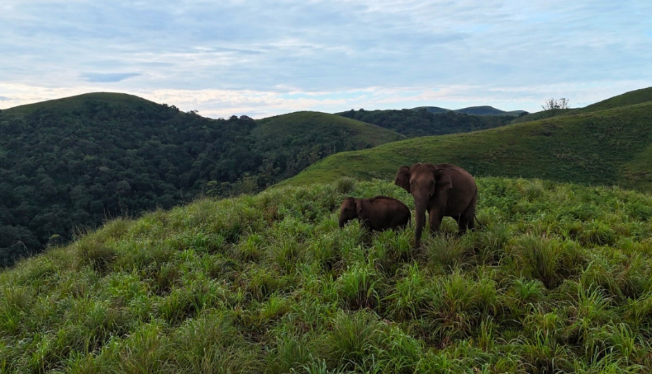 Gavi vs Thekkady Wildlife Trip: Safari, Trekking, Stay, Cost and Best Choice